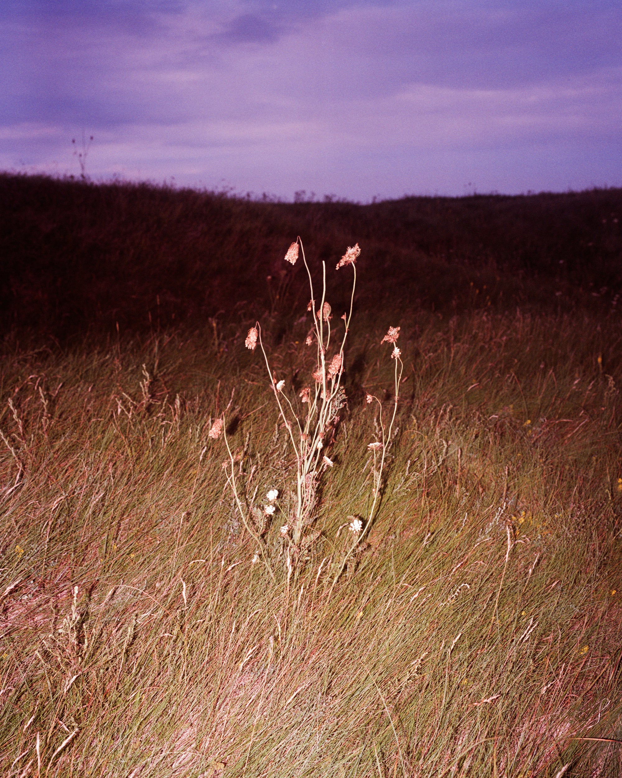 Coley Brown — A Recurring Dream