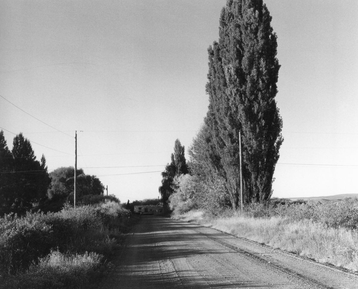 Robert Adams — Tree Line