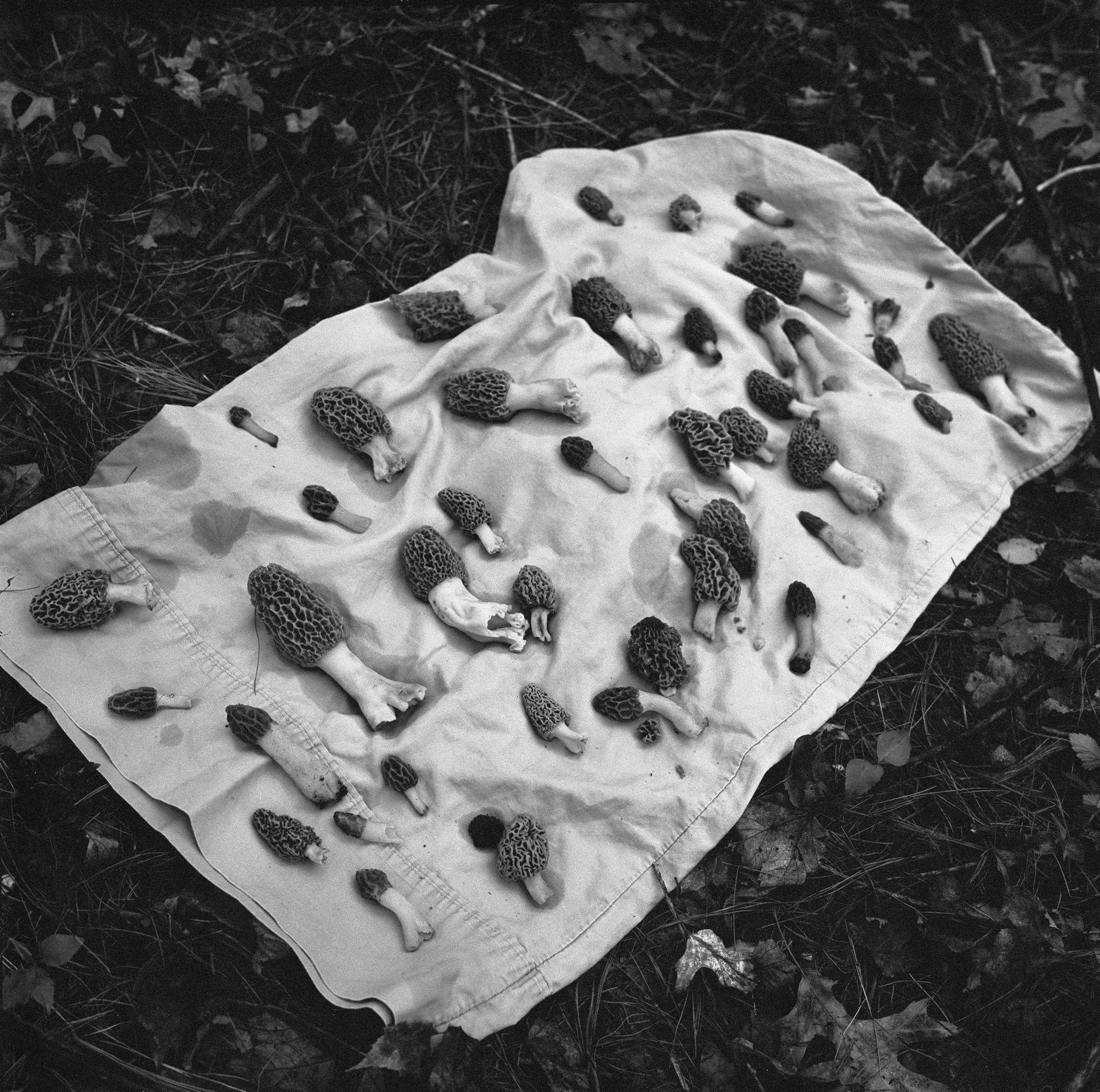 Jesse Lenz — The Seraphim