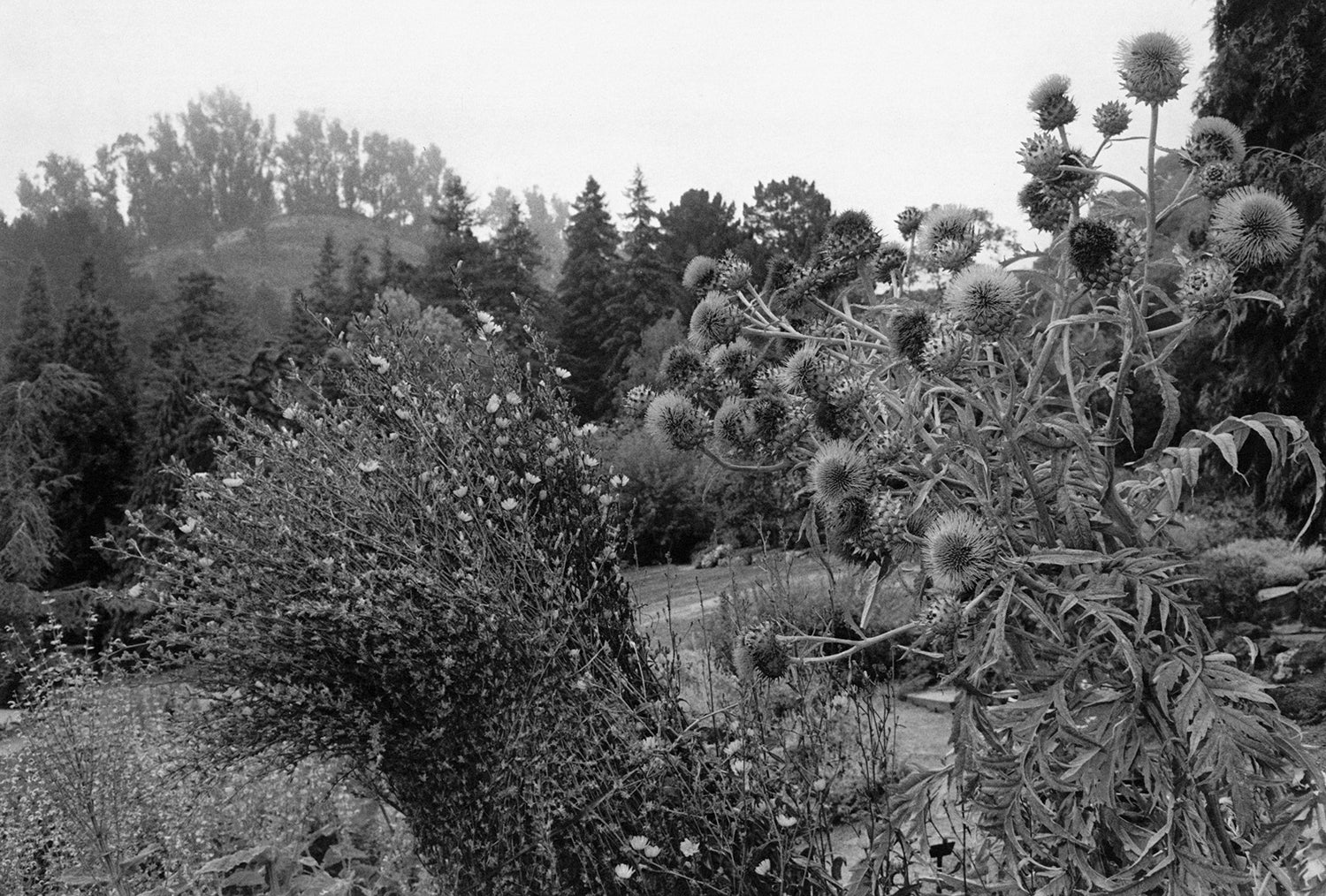 Lee Friedlander — Flower and Trees