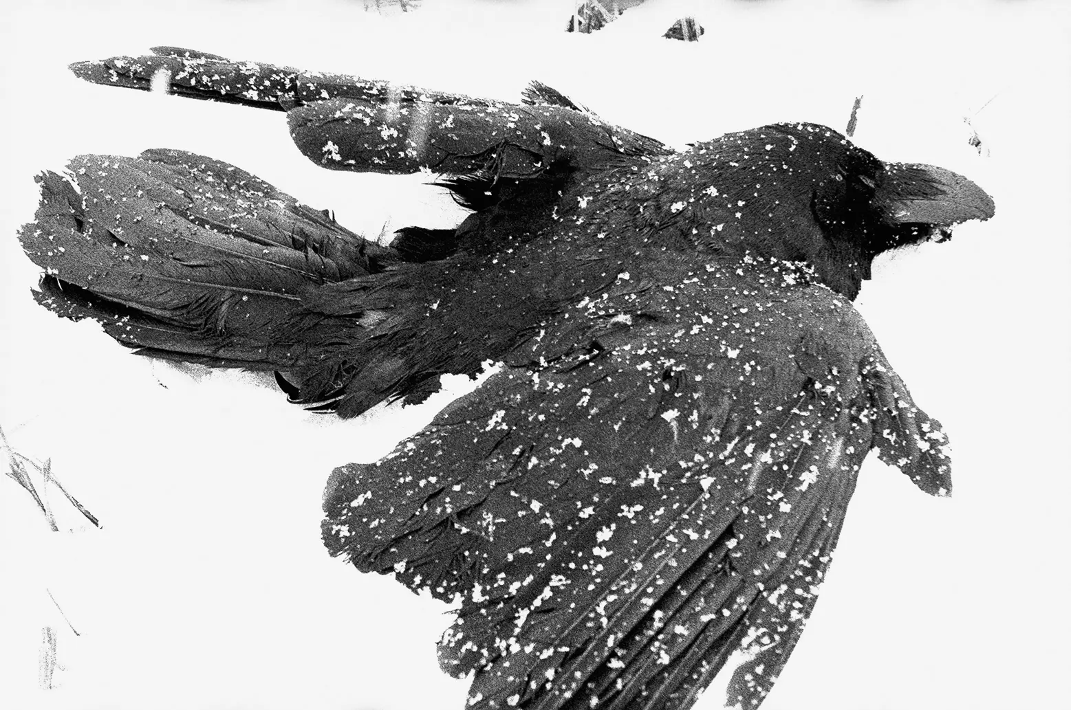 Masahisa Fukase — The Solitude of Ravens