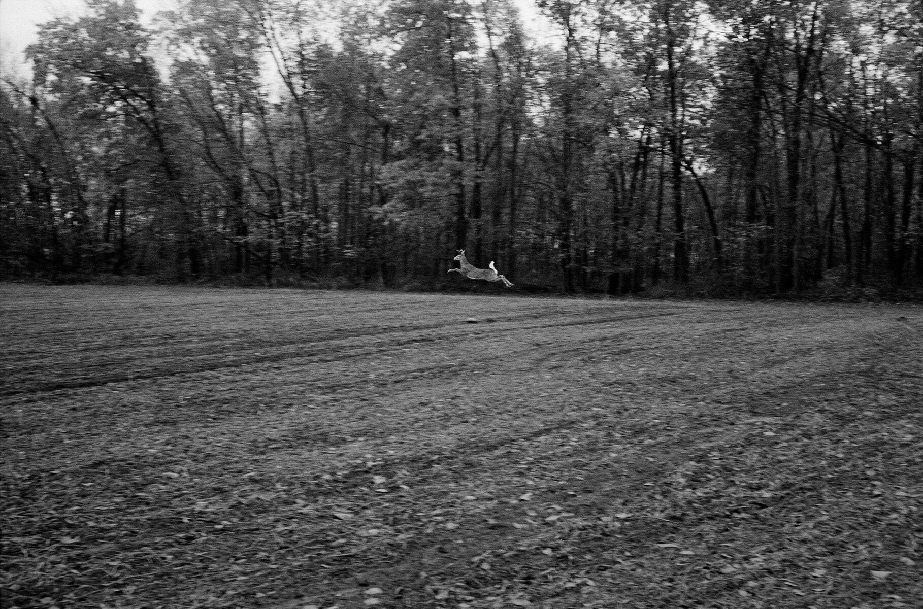 Jesse Lenz — The Locusts