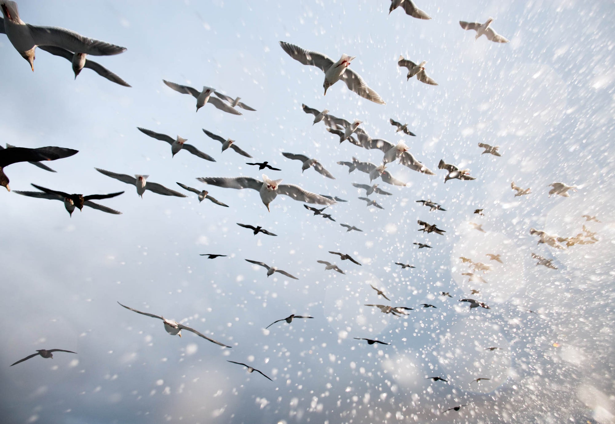 Corey Arnold — Fish-Work: The Bering Sea
