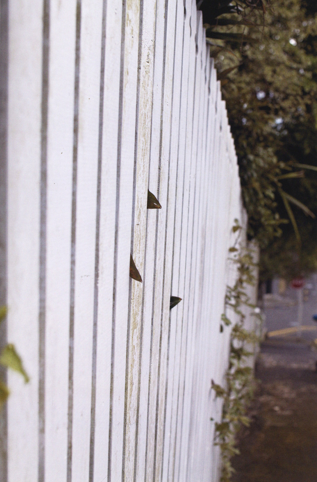 John Gossage & Alec Soth — The Auckland Project