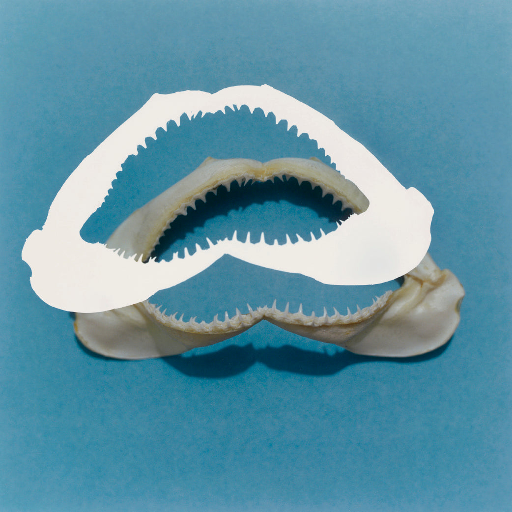Jason Fulford — The Mushroom Collector