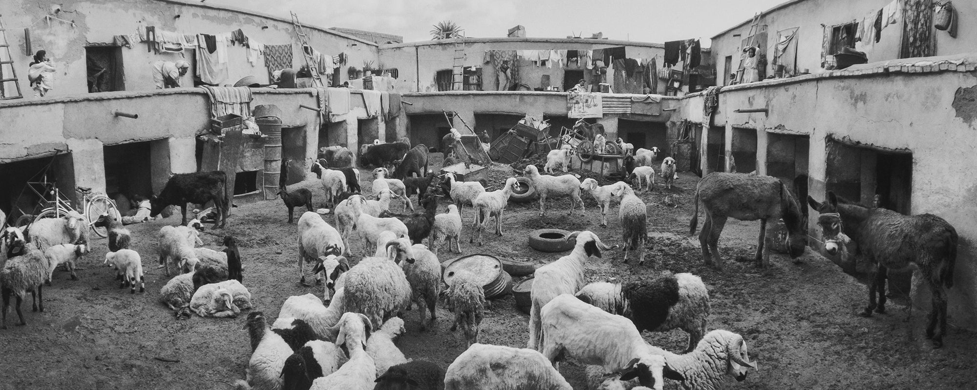 Pentti Sammallahti — Here Far Away