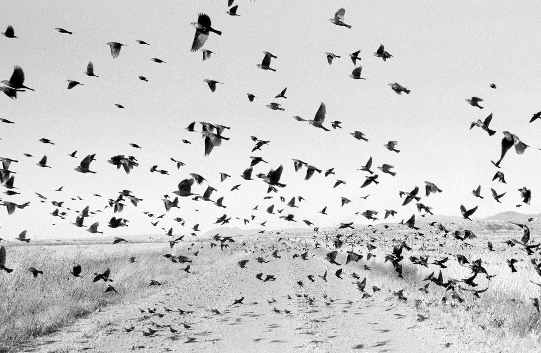 Larry Towell — The Mennonites