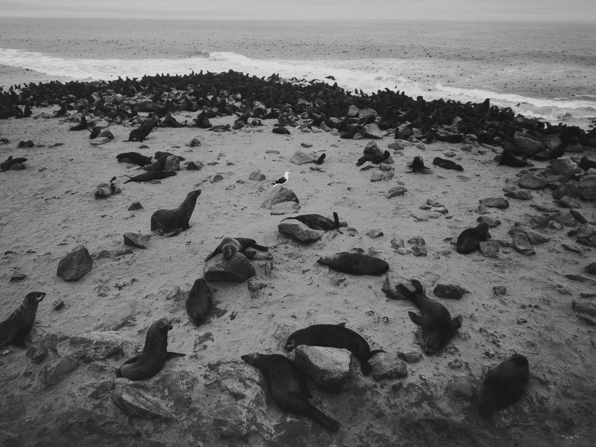 Pentti Sammallahti — Here Far Away