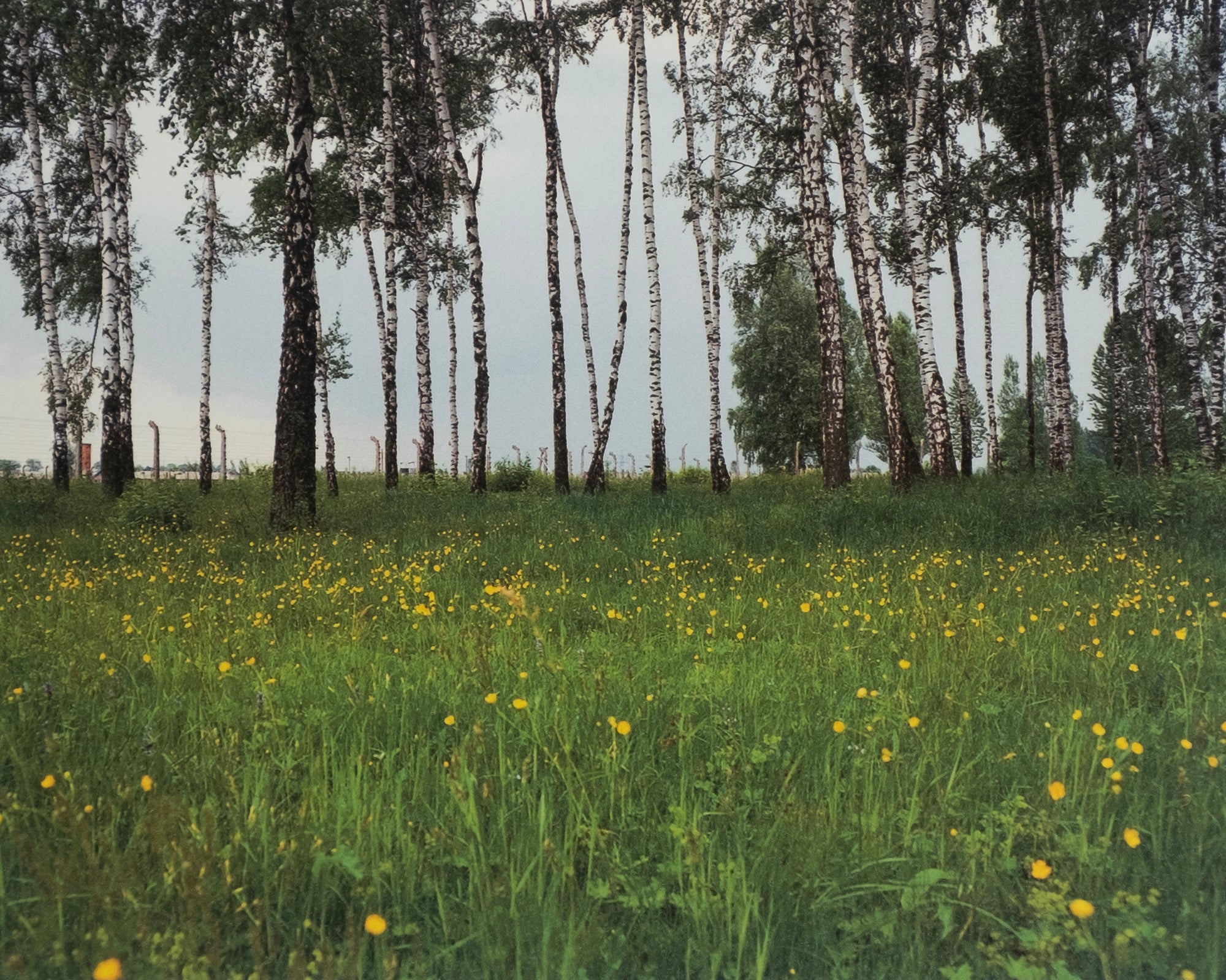 Andreas Magdanz — Auschwitz-Birkeneau