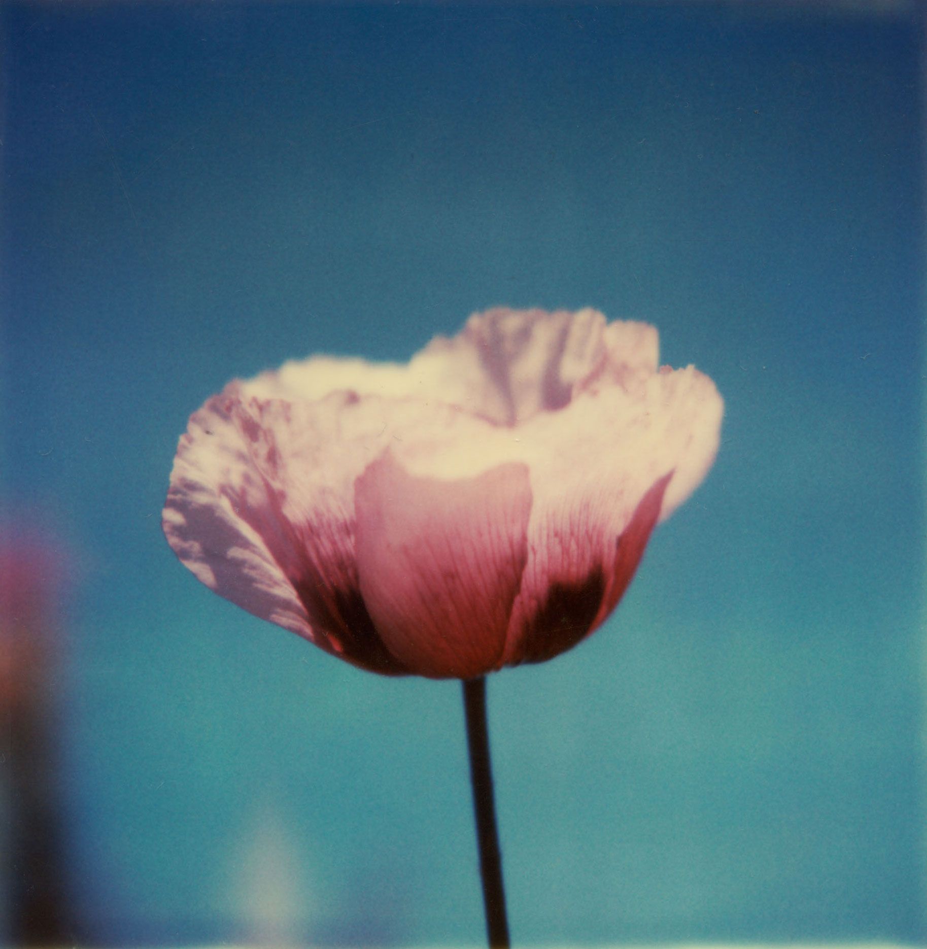 Robby Müller — Flora Polaroids