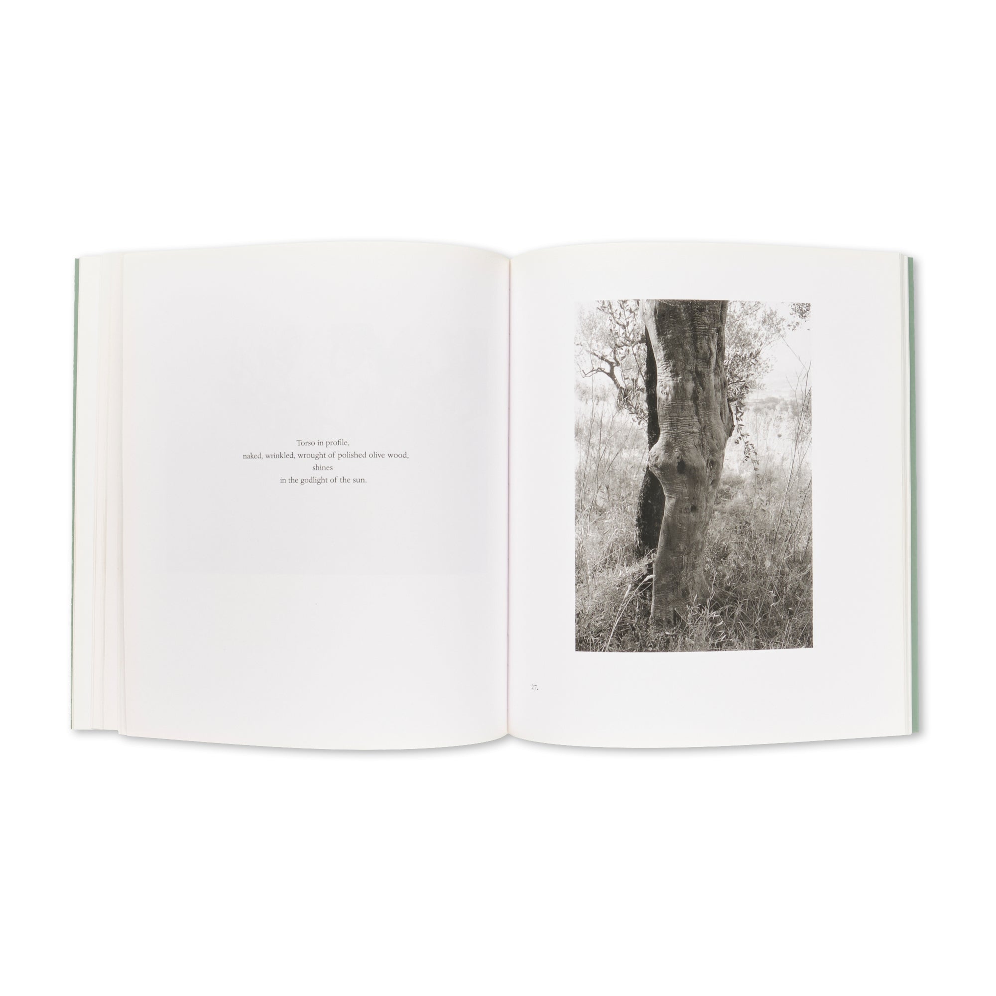 Mark Steinmetz - Tuscan Trees