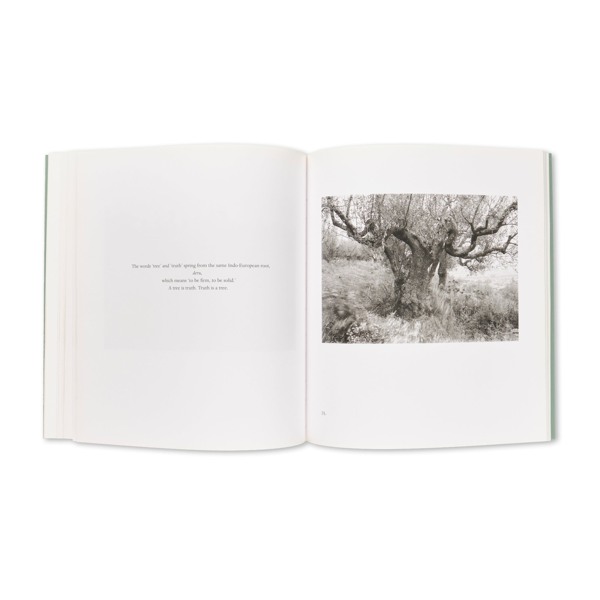Mark Steinmetz - Tuscan Trees