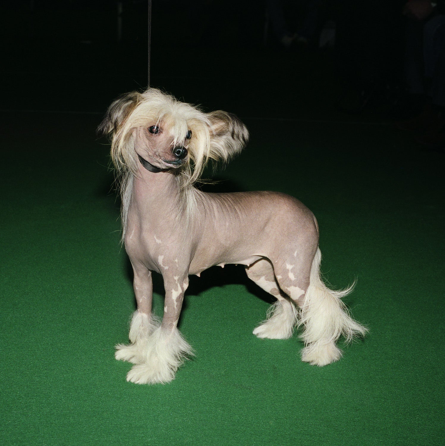 Isabella Rozendaal — On Loving Animals