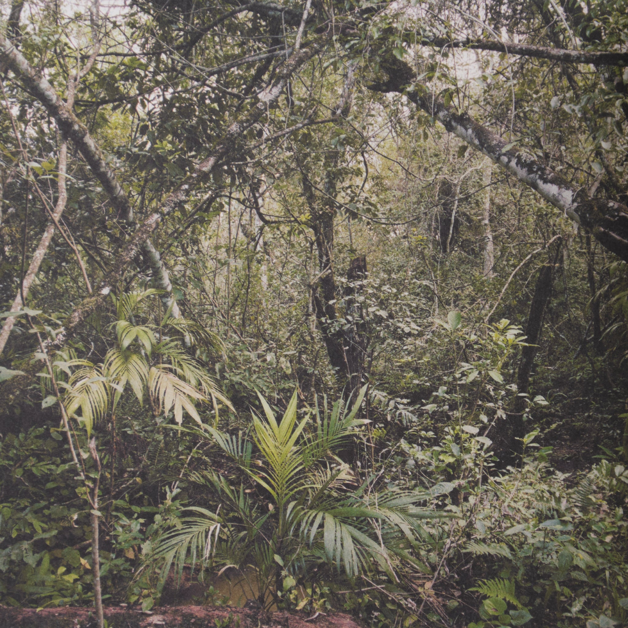 Yann Gross - Le Livre de la Jungle