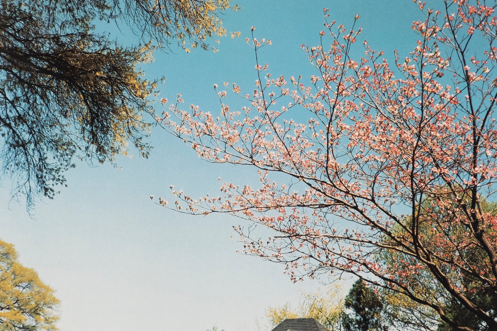 William Eggleston — The Democratic Forest