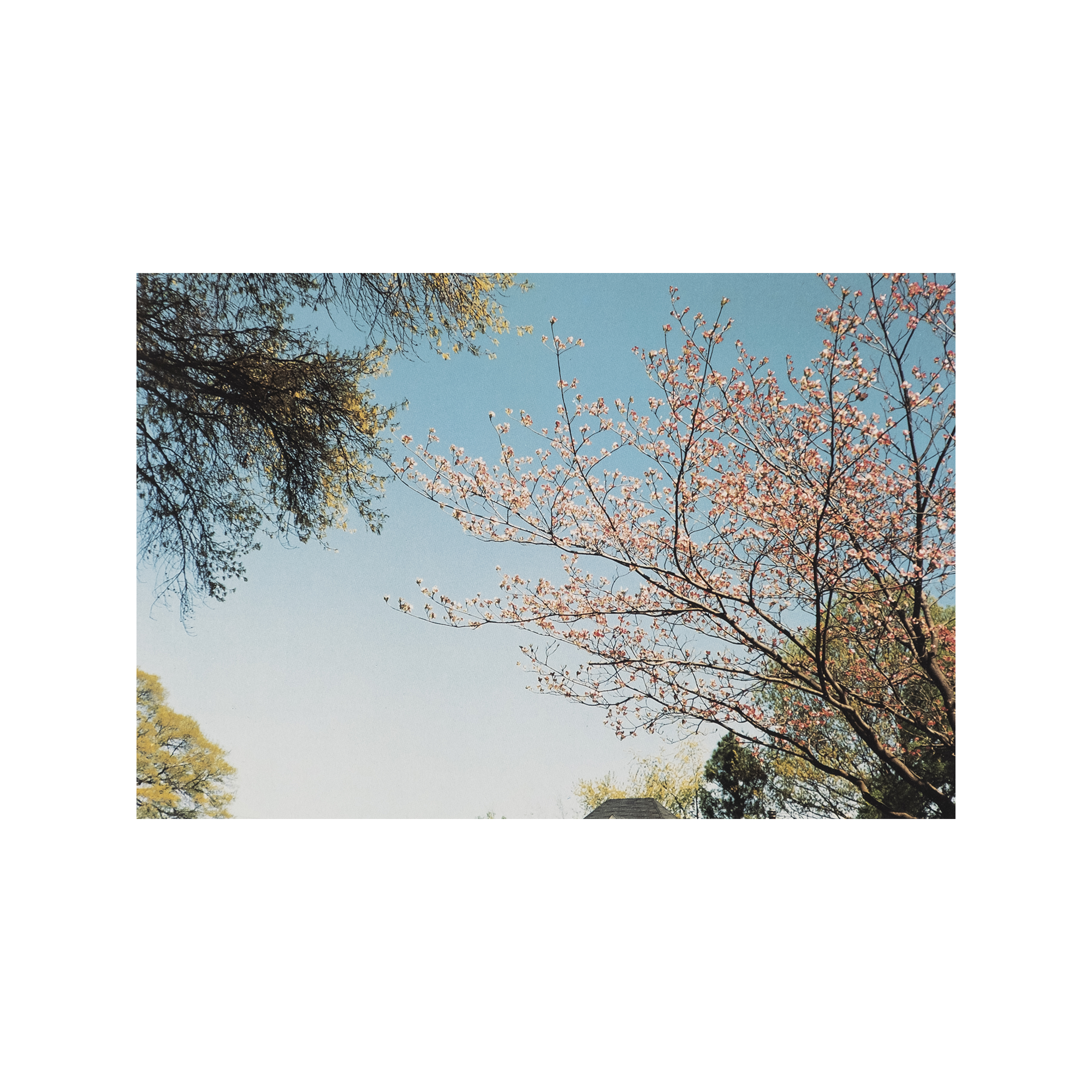 William Eggleston - The Democratic Forest