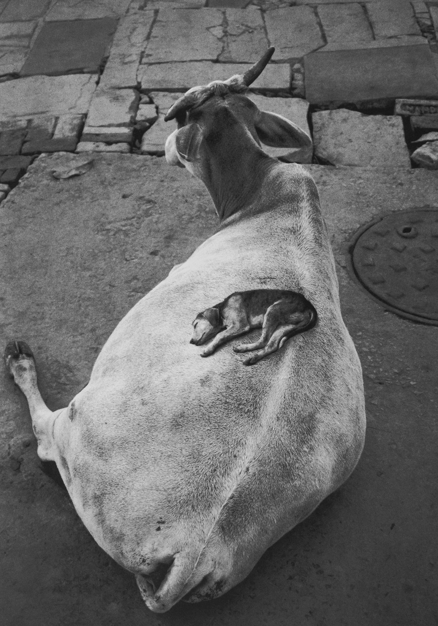 Pentti Sammallahti — Here Far Away