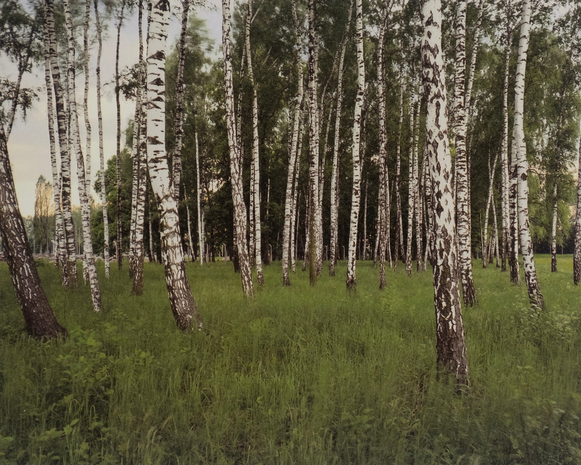 Andreas Magdanz — Auschwitz-Birkeneau