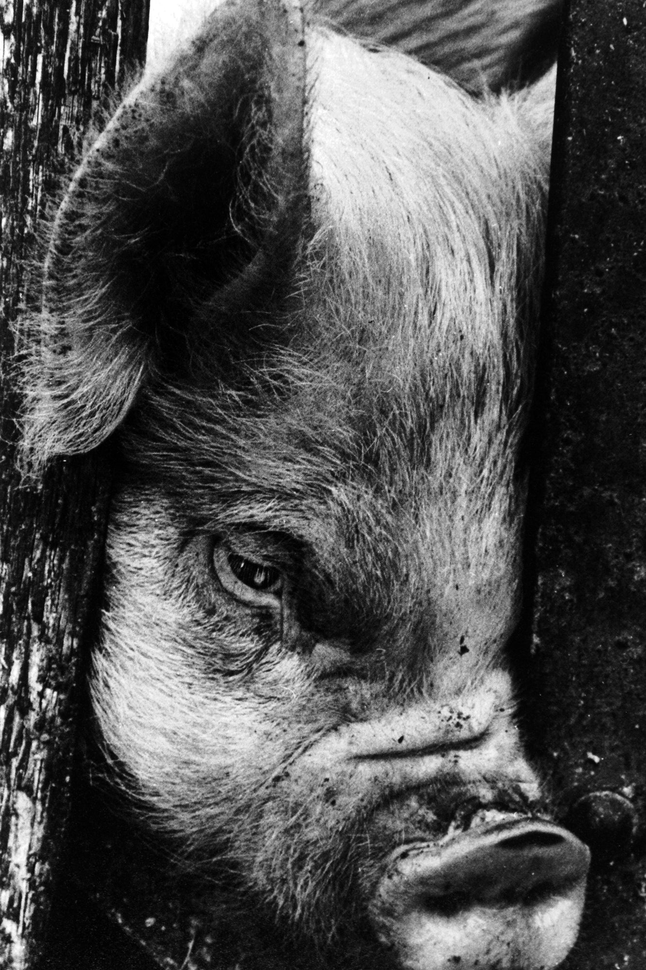 Masahisa Fukase — Slaughter