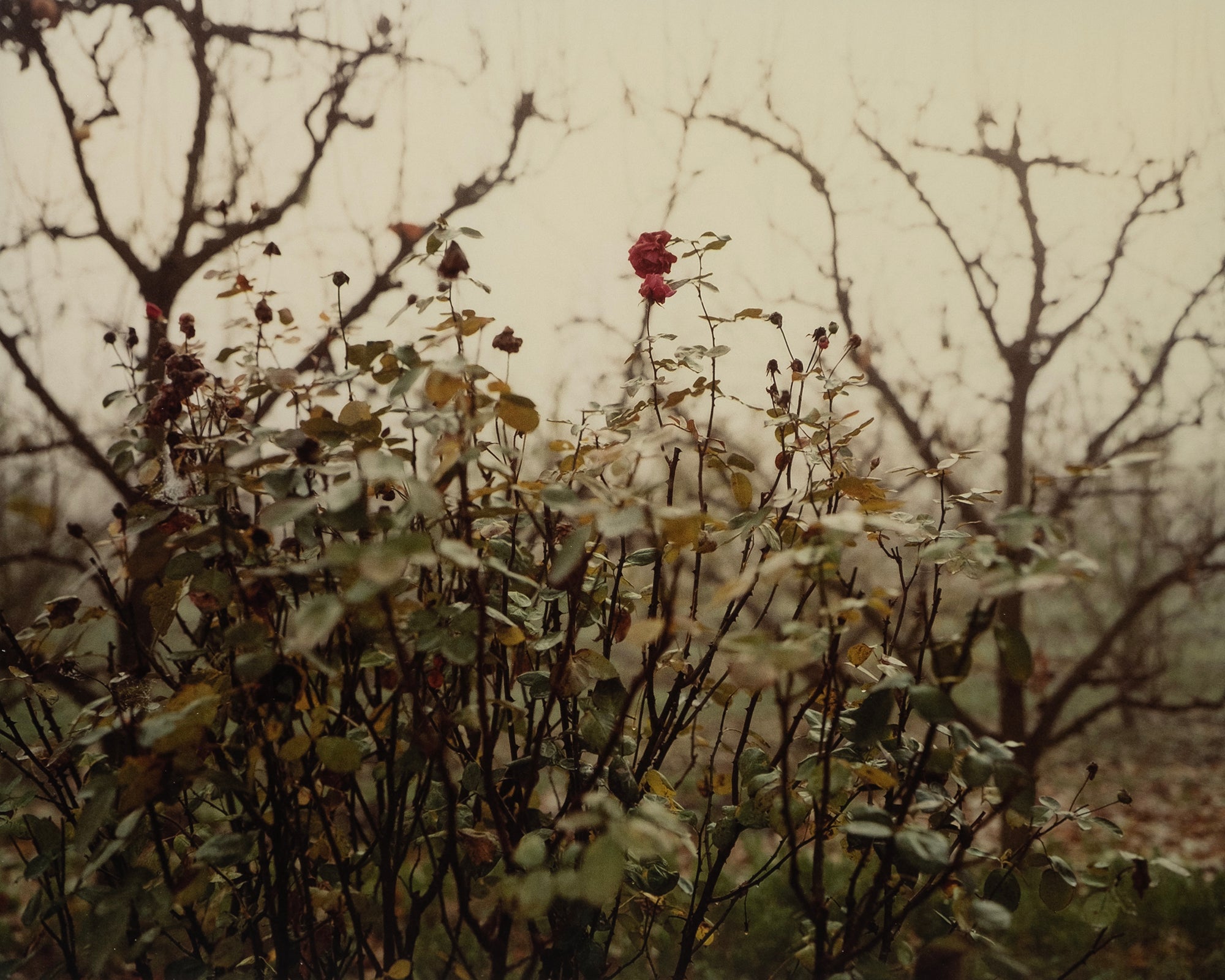 Guido Guidi — Per Strada