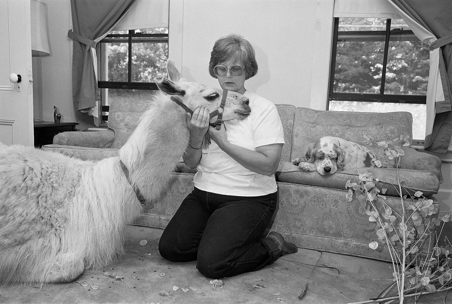 Sage Sohier — Animals
