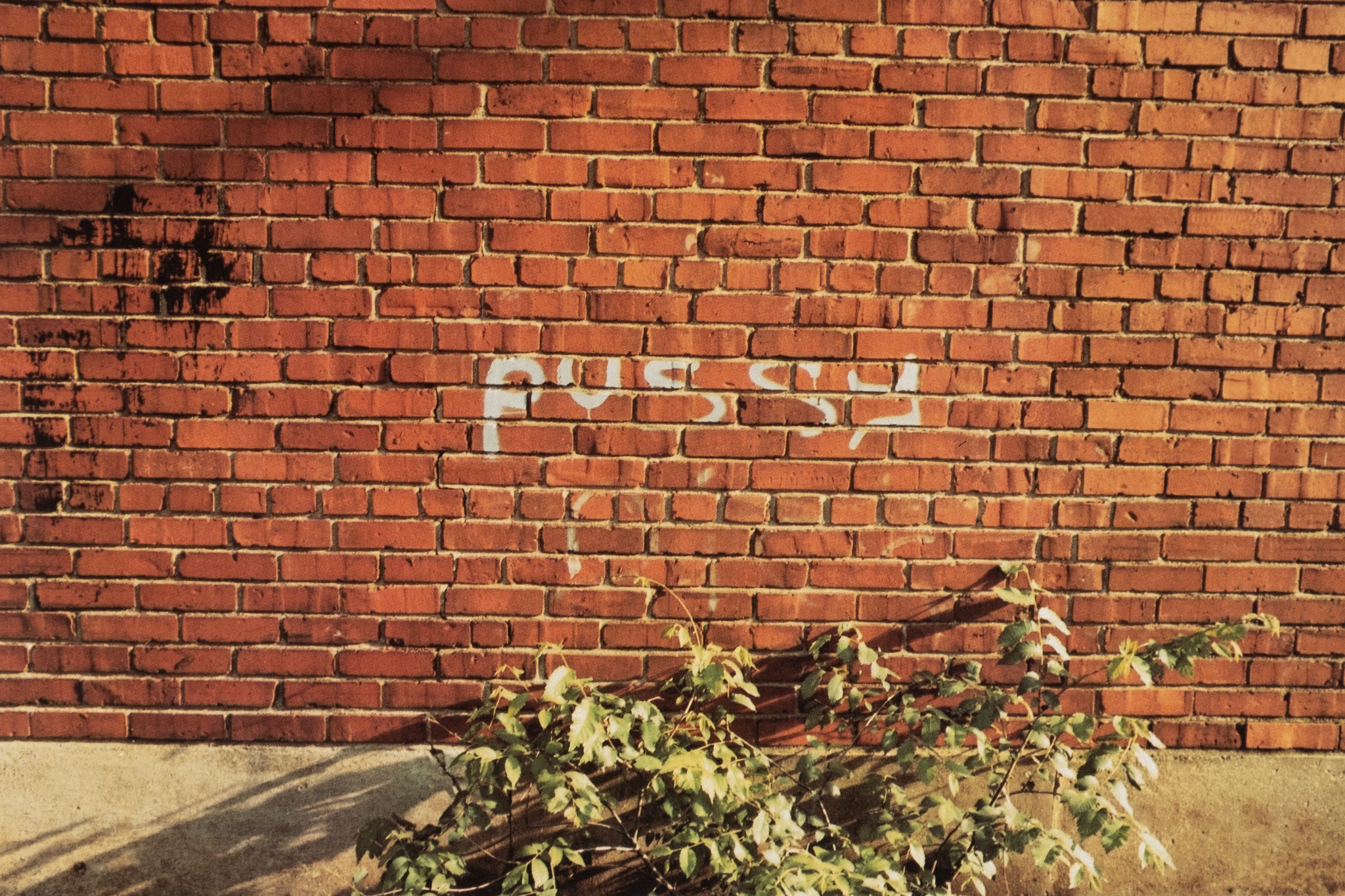 William Eggleston — The Democratic Forest