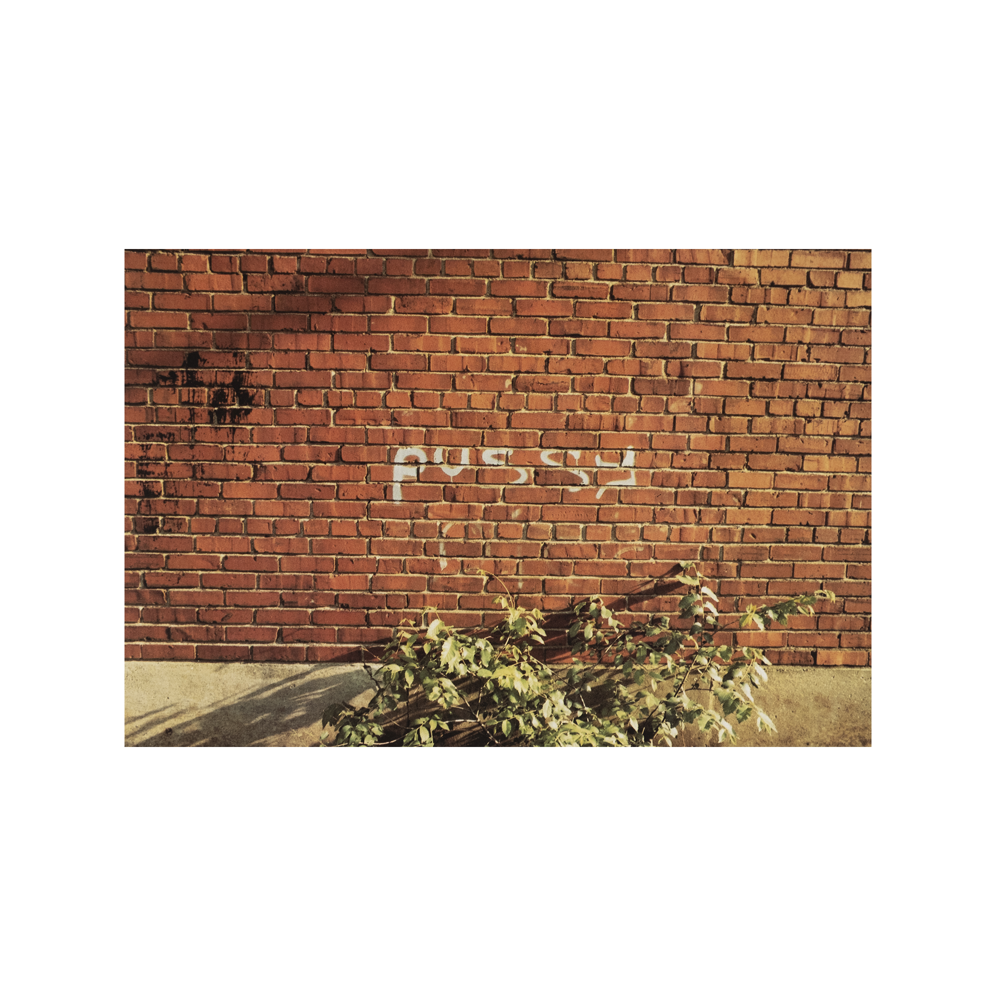 William Eggleston - The Democratic Forest