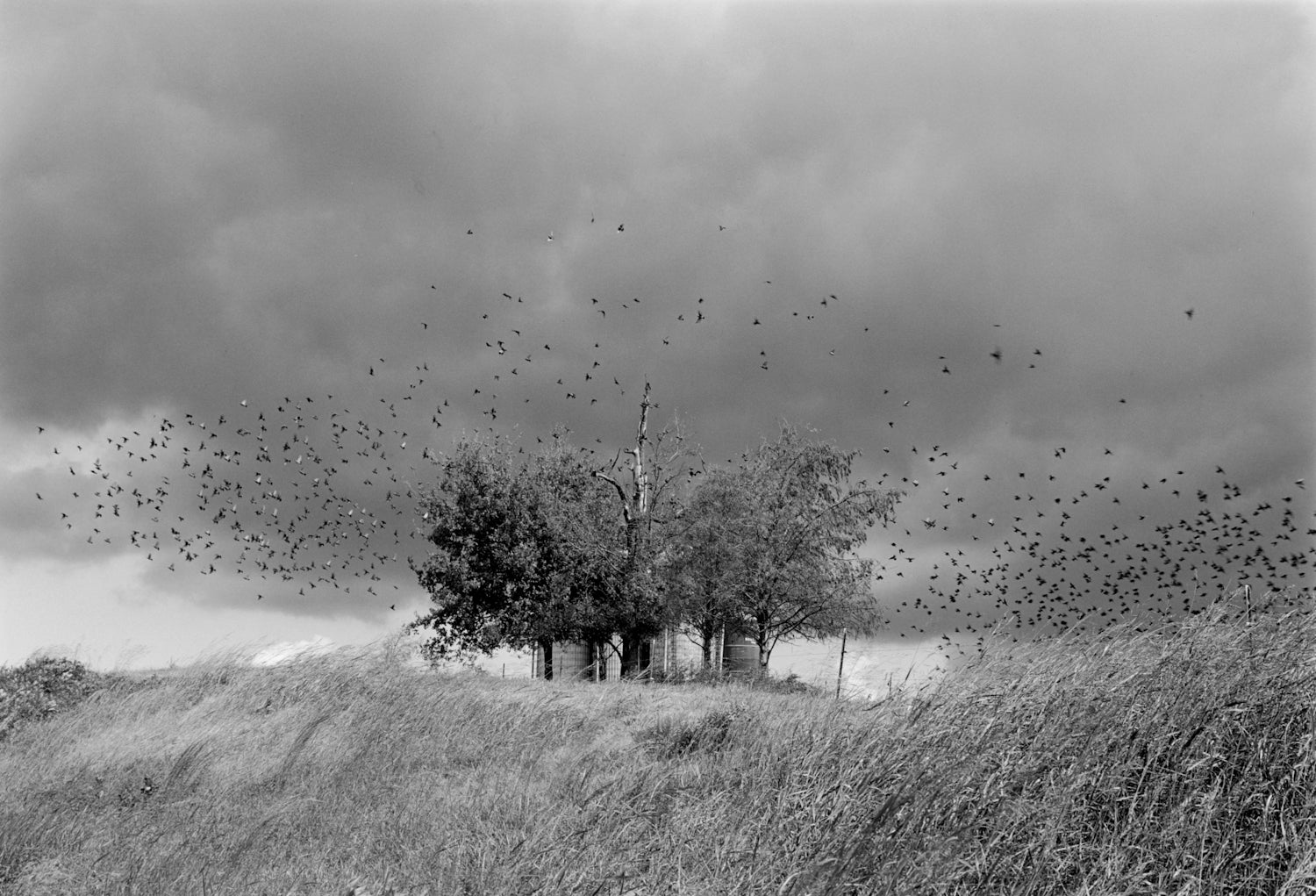 Mark Steinmetz — South Central