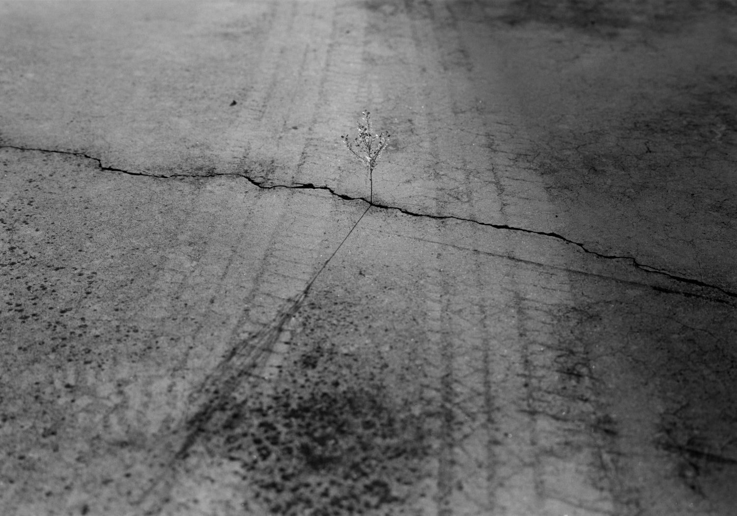 Mark Steinmetz — South Central
